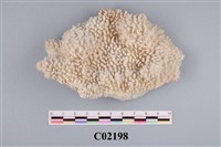 藏品(珊瑚化石)的圖片